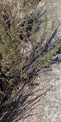 Baccharis flabellata