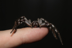 Isopedella victorialis