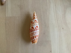 Mitra mitra