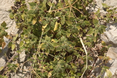 Parietaria judaica