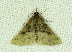 Hypena edictalis