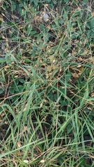 Crepis pulchra