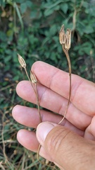 Crepis pulchra