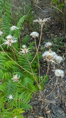 Crepis alpina