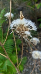 Crepis alpina