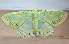 Iotaphora iridicolor