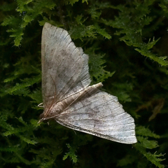 Xerodes rufescentaria