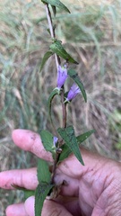 Campanula bononiensis