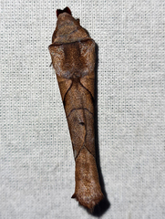 Paralebeda plagifera