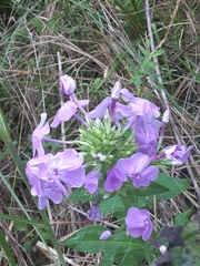 Phlox ovata