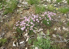 Armeria girardii