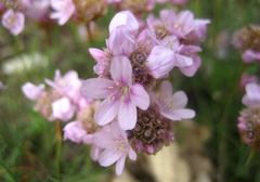 Armeria girardii