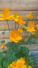 Trollius chinensis