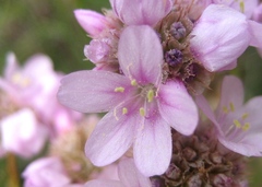 Armeria girardii