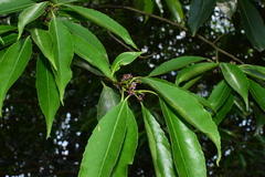Ilex chinensis