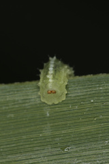 Apoda limacodes