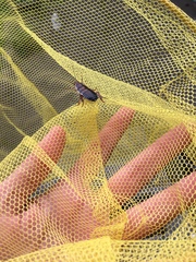 Drymaplaneta semivitta