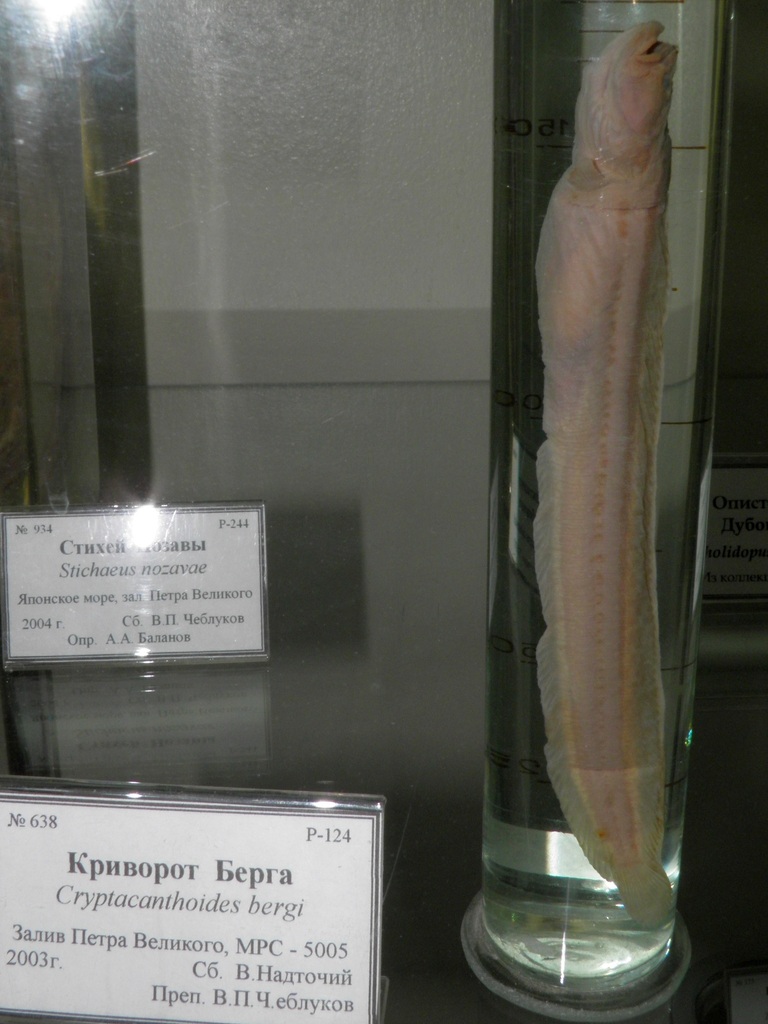 Cryptacanthodes bergi