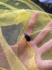 Drymaplaneta semivitta