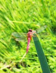 Crocothemis servilia