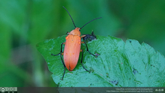 Cistelina tricolor