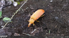 Cistelina tricolor