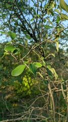 Cotoneaster tauricus
