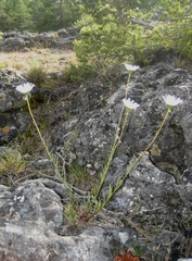 Leucanthemum graminifolium