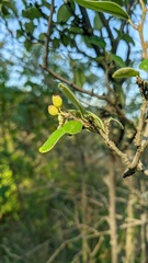 Cotoneaster tauricus