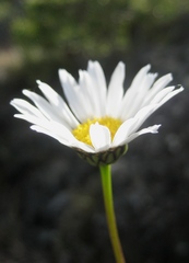 Leucanthemum graminifolium
