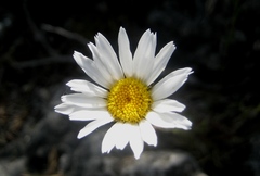 Leucanthemum graminifolium