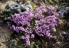 Thymus dolomiticus