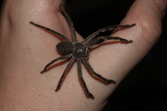 Isopedella victorialis