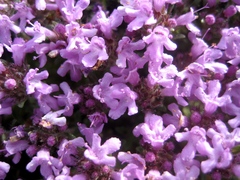 Thymus dolomiticus