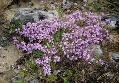 Thymus dolomiticus