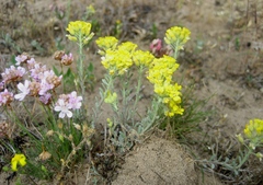 Draba aizoides