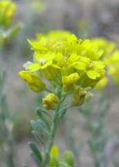 Draba aizoides