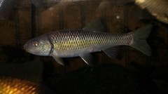 Nocomis leptocephalus