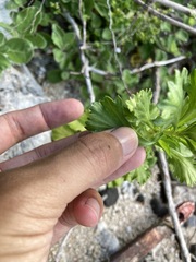 Artemisia japonica