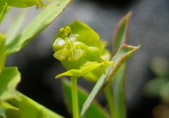 Euphorbia seguieriana
