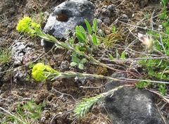 Euphorbia seguieriana