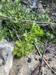Artemisia japonica