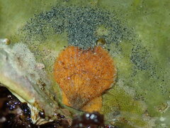 Chlamys hastata