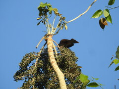 Turdus hauxwelli