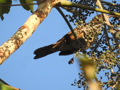 Turdus hauxwelli
