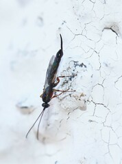 Clistopyga incitator