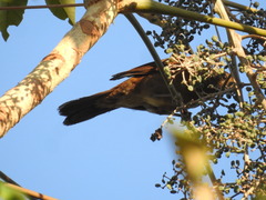 Turdus hauxwelli