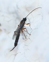 Clistopyga incitator