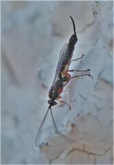 Clistopyga incitator