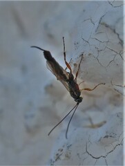 Clistopyga incitator